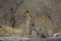 Leopard (Panthera pardus) female sitting on log, Moremi Game Reserve, Okavango Delta, Botswana
