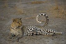 Leopard (Panthera pardus) female reclining, Moremi Game Reserve, Okavango Delta, Botswana