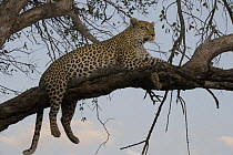 Leopard (Panthera pardus) female in tree, Moremi Game Reserve, Okavango Delta, Botswana