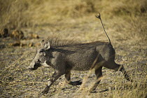 Warthog (Phacochoerus africanus) running with tail straight up, Moremi Game Reserve, Okavango Delta, Botswana