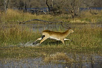 Lechwe (Kobus leche) male running through water, Moremi Game Reserve, Okavango Delta, Botswana
