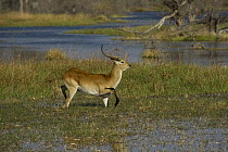 Lechwe (Kobus leche) male wading, Moremi Game Reserve, Okavango Delta, Botswana