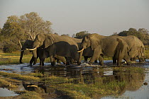 African Elephant (Loxodonta africana) group wading through water, Moremi Game Reserve, Okavango Delta, Botswana