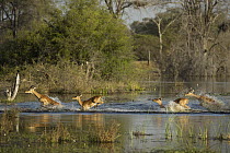 Impala (Aepyceros melampus) male and females running through water, Moremi Game Reserve, Okavango Delta, Botswana. Sequence 2 of 2