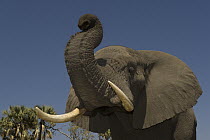 African Elephant (Loxodonta africana) domesticated orphan smelling air, Grey Matters, Moremi Game Reserve, Okavango Delta, Botswana