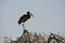 African Open-bill Stork (Anastomus lamelligerus), Moremi Game Reserve, Okavango Delta, Botswana