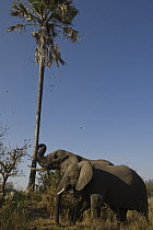 African Elephant (Loxodonta africana) domesticated orphans feeding on palm fruit by shaking tree, Grey Matters, Moremi Game Reserve, Okavango Delta, Botswana