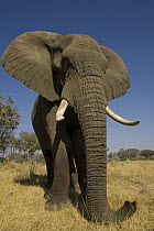 African Elephant (Loxodonta africana) domesticated orphan, Grey Matters, Moremi Game Reserve, Okavango Delta, Botswana