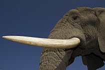 African Elephant (Loxodonta africana) domesticated orphan tusk, Grey Matters, Moremi Game Reserve, Okavango Delta, Botswana