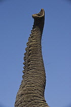 African Elephant (Loxodonta africana) trunk, Grey Matters, Moremi Game Reserve, Okavango Delta, Botswana
