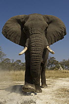 African Elephant (Loxodonta africana) domesticated orphan walking, Grey Matters, Moremi Game Reserve, Okavango Delta, Botswana