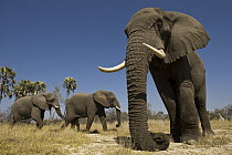 African Elephant (Loxodonta africana) domesticated orphans, Grey Matters, Moremi Game Reserve, Okavango Delta, Botswana
