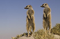 Meerkat (Suricata suricatta) pair standing guard, Makgadikgadi Pans, Kalahari Desert, Botswana