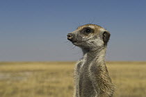 Meerkat (Suricata suricatta) standing guard, Makgadikgadi Pans, Kalahari Desert, Botswana