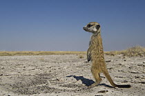 Meerkat (Suricata suricatta) juvenile standing guard, Makgadikgadi Pans, Kalahari Desert, Botswana