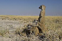Meerkat (Suricata suricatta) family with adult standing guard, Makgadikgadi Pans, Kalahari Desert, Botswana