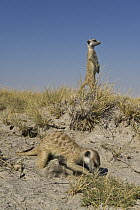 Meerkat (Suricata suricatta) foraging while other stands guard, Makgadikgadi Pans, Kalahari Desert, Botswana