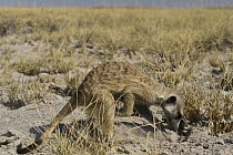 Meerkat (Suricata suricatta) foraging, Makgadikgadi Pans, Kalahari Desert, Botswana