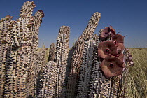 Hoodia (Hoodia lugardii) succulent flowering, Makgadikgadi Pans, northeast Botswana
