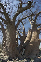 Baobab (Adansonia digitata) and tourist to show size of the tree, Makgadikgadi Pans, Kalahari Desert, Botswana