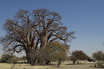 Baobab (Adansonia digitata) and Land Rover, Makgadikgadi Pans, Kalahari Desert, Botswana
