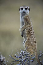 Meerkat (Suricata suricatta) juvenile on lookout, Makgadikgadi Pans, Kalahari Desert, Botswana