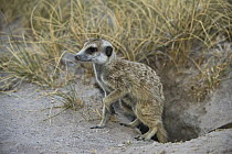 Meerkat (Suricata suricatta) leaving burrow, Makgadikgadi Pans, Kalahari Desert, Botswana