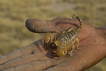 Kalahari bushman with scorpion, Makgadikgadi Pans, Kalahari Desert, Botswana