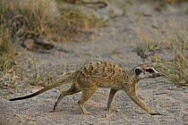 Meerkat (Suricata suricatta) walking, Makgadikgadi Pans, Kalahari Desert, Botswana