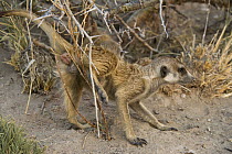 Meerkat (Suricata suricatta) scent marking, Makgadikgadi Pans, Kalahari Desert, Botswana