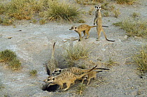 Meerkat (Suricata suricatta) family near burrow, Makgadikgadi Pans, Kalahari Desert, Botswana