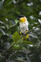 Black-headed Parrot (Pionites melanocephala), Yasuni National Park, Amazon Rainforest, Ecuador