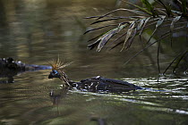 Hoatzin (Opisthocomus hoazin) juvenile crossing water, Yasuni National Park, Amazon Rainforest, Ecuador