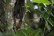 Yellow-crowned Brush-tailed Rat (Isothrix bistriata) in tree trunk, Yasuni National Park, Amazon Rainforest, Ecuador