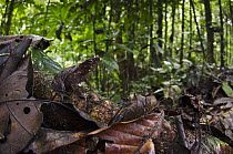 Crested Forest Toad (Bufo margaritifer) in rainforest, Yasuni National Park, Amazon Rainforest, Ecuador