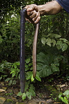 Earthworm (Lumbricus sp) held up, Yasuni National Park, Amazon Rainforest, Ecuador