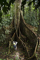Kapok (Ceiba sp) buttress roots and tourist, Yasuni National Park, Amazon Rainforest, Ecuador
