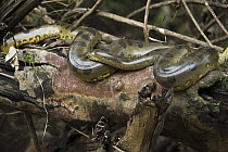 Green Anaconda (Eunectes murinus) in tree, Tiputini River, Yasuni National Park, Amazon Rainforest, Ecuador