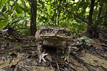 Cane Toad (Bufo marinus) in rainforest, Yasuni National Park, Amazon Rainforest, Ecuador