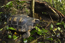 Yellow-footed Tortoise (Geochelone denticulata) in rainforest, Yasuni National Park, Amazon Rainforest, Ecuador
