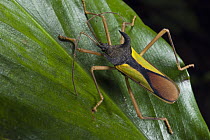 Two-horned Bug (Euagona diana), Yasuni National Park, Amazon Rainforest, Ecuador