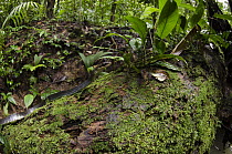 Wagler's Sipo (Chironius scurrulus) in rainforest, Yasuni National Park, Amazon Rainforest, Ecuador