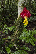 Gesneriad (Drymonia sp) flower, Tiputini Biodiversity Station adjacent to Yasuni National Park, Amazon Rainforest, Ecuador