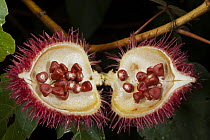 Achiote (Bixa orellana) fruit with seeds, Yasuni National Park, Amazon Rainforest, Ecuador