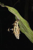 Chalcid Wasp (Chalcididae) group parasitizing butterfly pupa, Tiputini Biodiversity Station, adjacent to Yasuni National Park, Amazon Rainforest, Ecuador