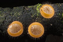 Cup Fungus (Cookeina tricholoma) trio growing out of log, Yasuni National Park, Amazon Rainforest, Ecuador