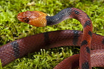 Banded Tree Snake (Tripanurgos compressus), Yasuni National Park, Amazon Rainforest, Ecuador