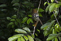 South American Squirrel Monkey (Saimiri sciureus) in tree, Yasuni National Park, Amazon Rainforest, Ecuador
