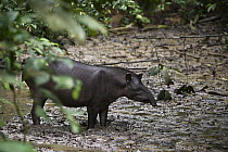 Brazilian Tapir (Tapirus terrestris) in rainforest, Yasuni National Park, Amazon Rainforest, Ecuador