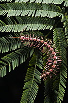 Millipede (Pseudopolydesmus sp), Yasuni National Park, Amazon Rainforest, Ecuador